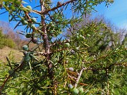 34 Bacche di ginepro 